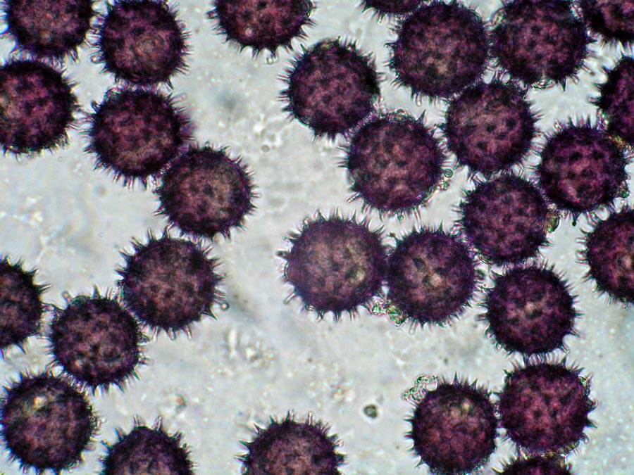 Pollen de Helianthus sp. (tournesol)