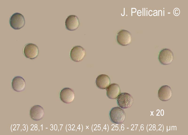 Vitis vinifera (vigne cultivée)