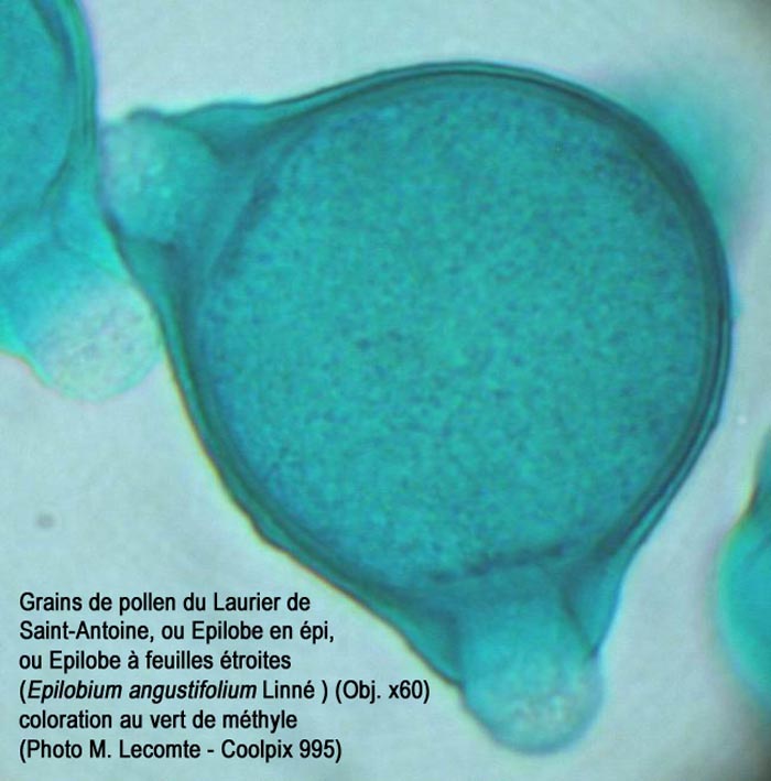 Epilobium angustifolium (épilobe en épi)