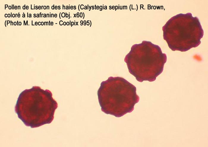 Calystegia sepium (liseron)