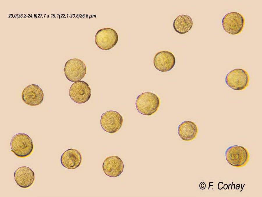 Caltha palustris (populage des marais)