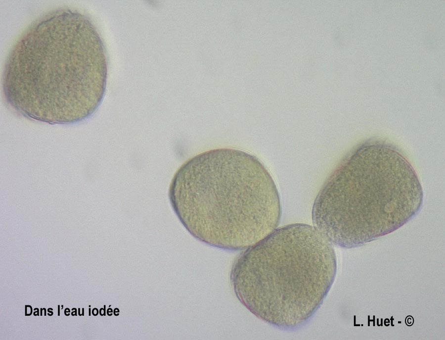 Prunus cerasifera (prunier myrobolan)