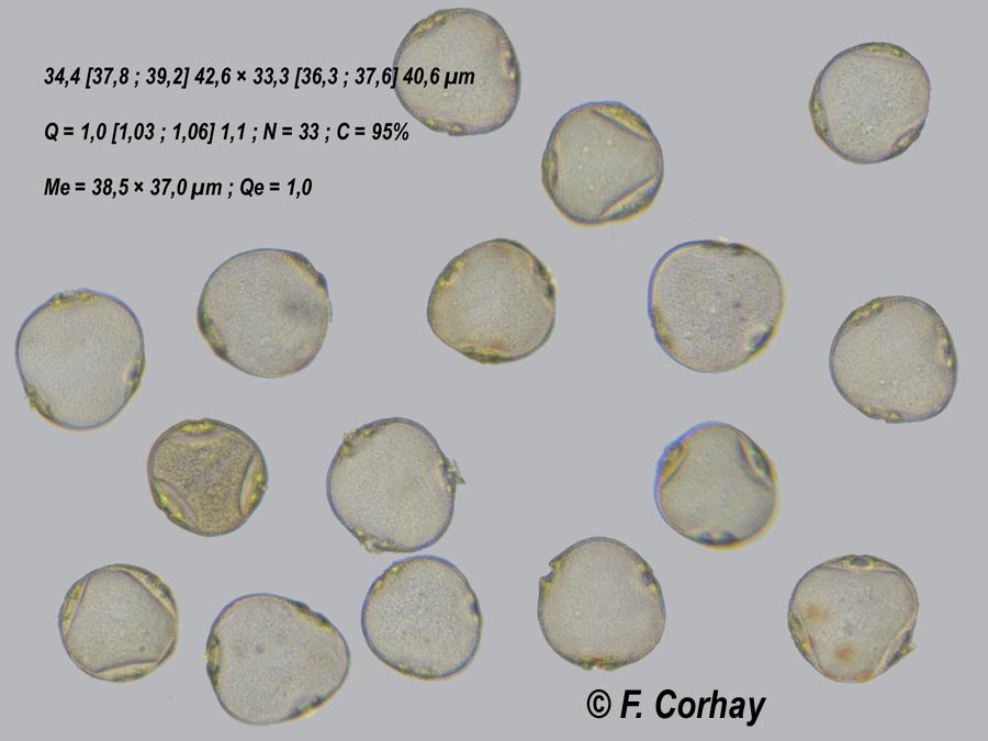 Tilia platyphyllos (tilleul à grandes feuilles)