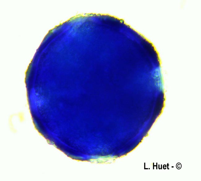  Vinca major (grande pervenche)