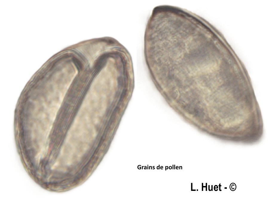Yucca filamentosa