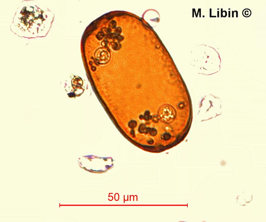 Archerella flavum