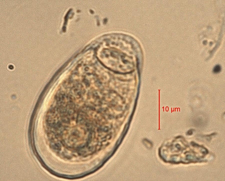 Corythion dubium