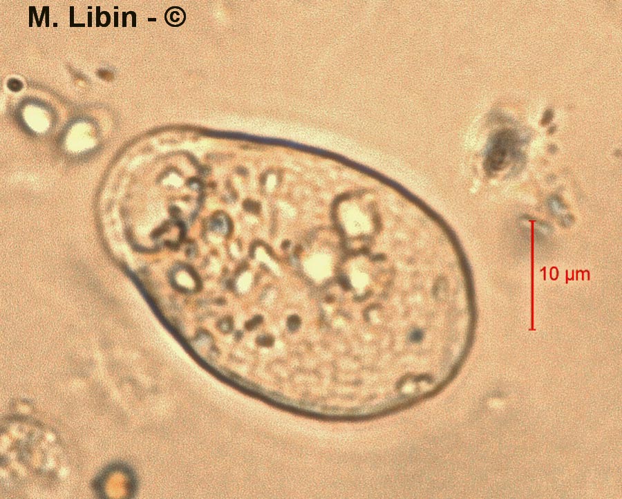 Corythion dubium