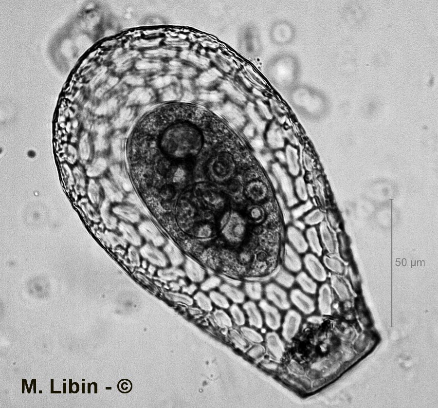 Nebela marginata