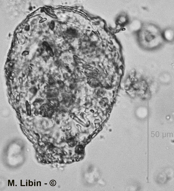 Nebela tenella