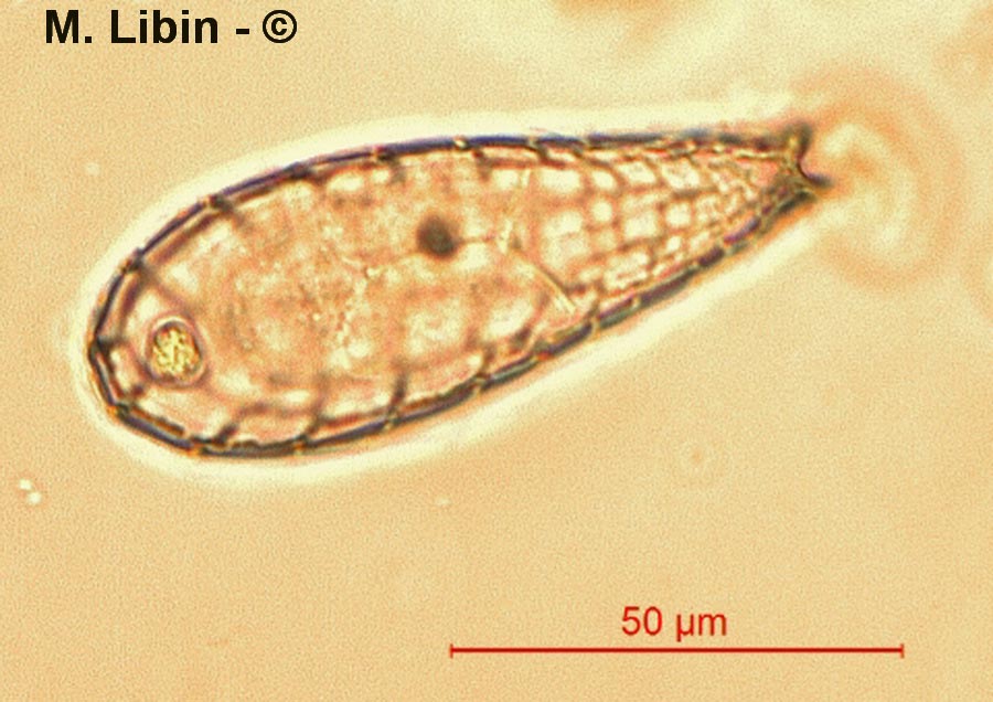 Quadrulella symetrica