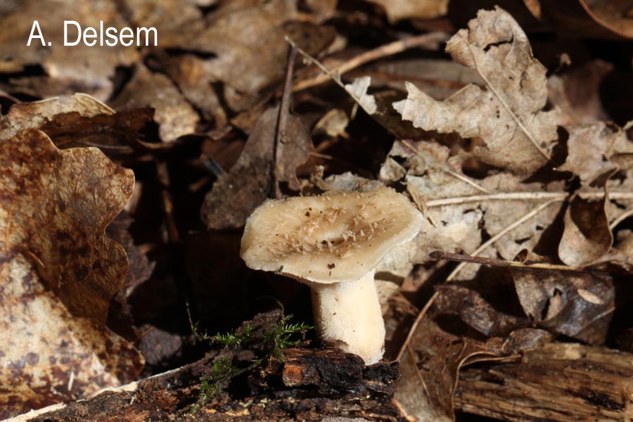 Polyporus tuberaster